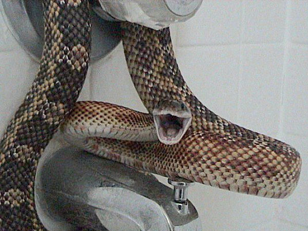 Pantherophis obsoletus sp Panthe11