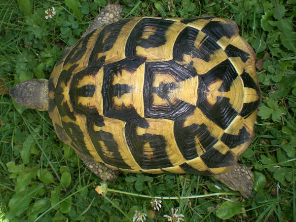 Hermann's tortoise Tortue11