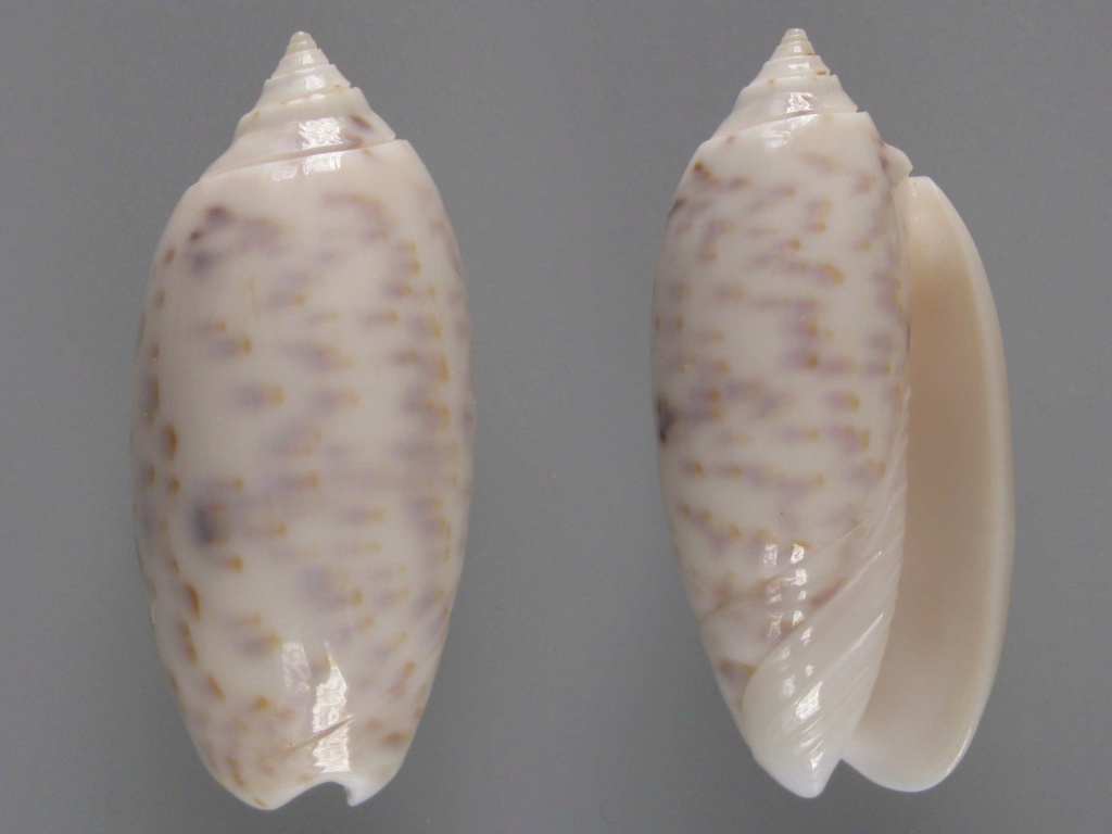 Miniaceoliva atalina (Duclos, 1835) Oliva_11