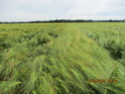 Orge d’hiver Img_0554