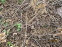 soja - Page 7 Img_0725