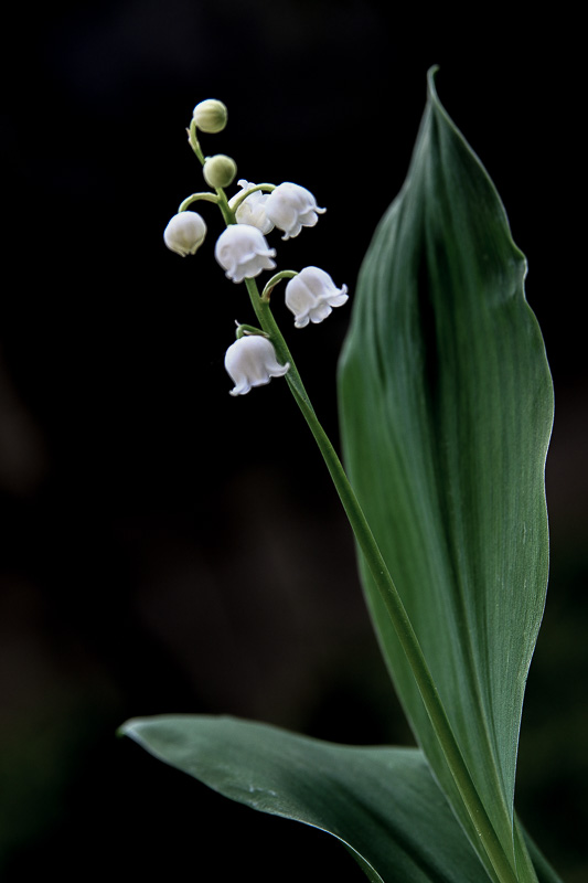 Il est revenu le temps du muguet...  Phil6010