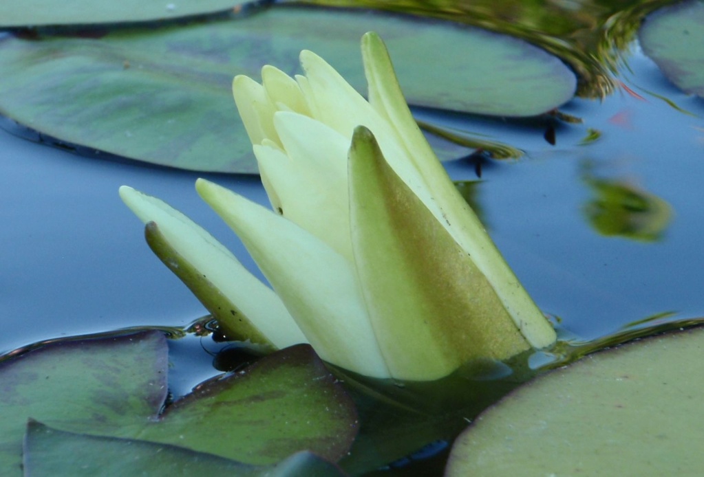 LES PLANTES DU BASSIN d'EB30 - Page 23 1110