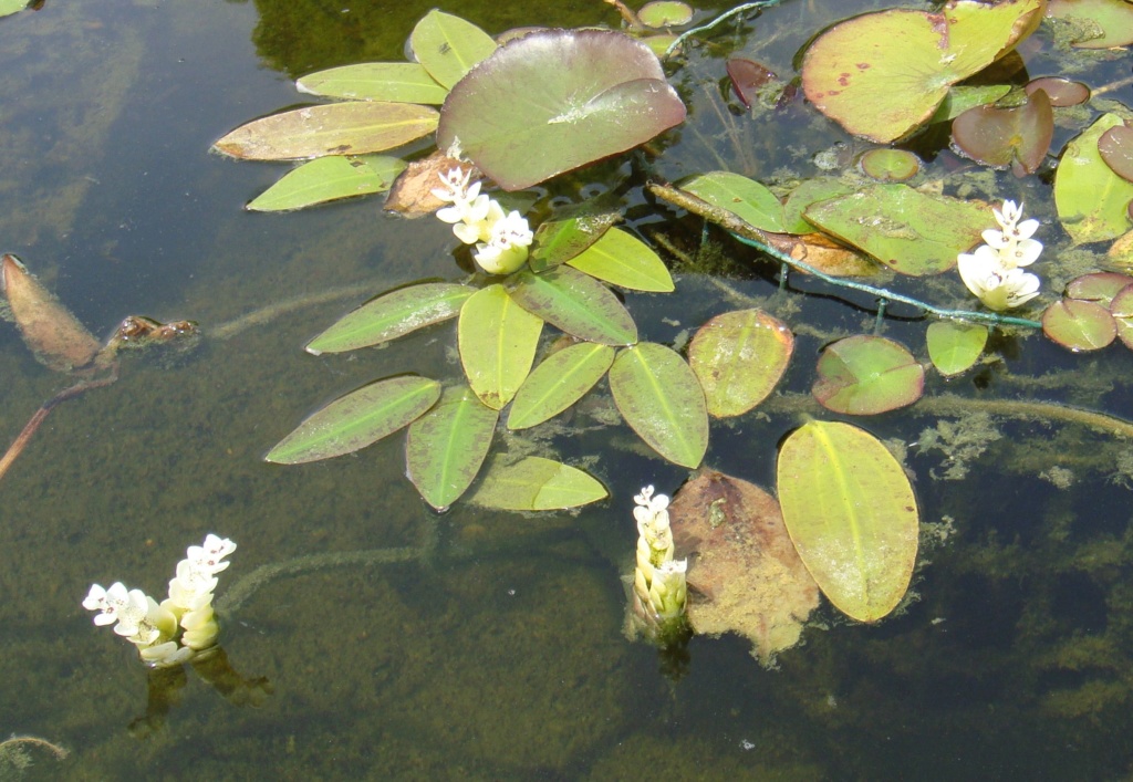 LES PLANTES DU BASSIN d'EB30 - Page 23 Dsc02354