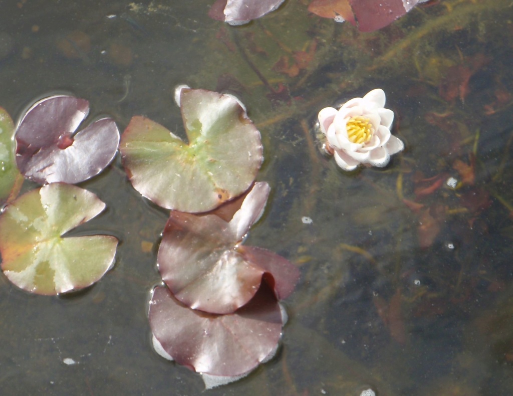 LES PLANTES DU BASSIN d'EB30 - Page 20 P5160014