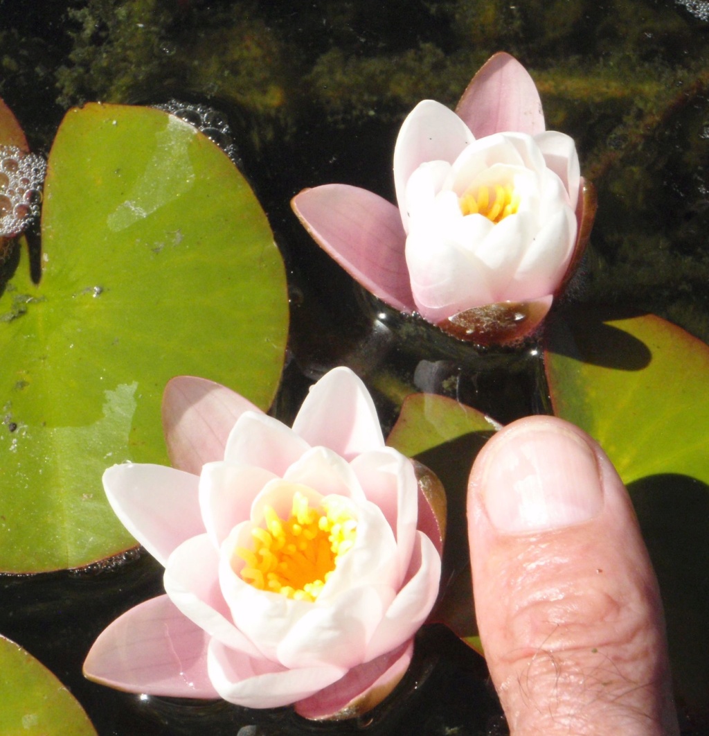 LES PLANTES DU BASSIN d'EB30 - Page 23 P7040013