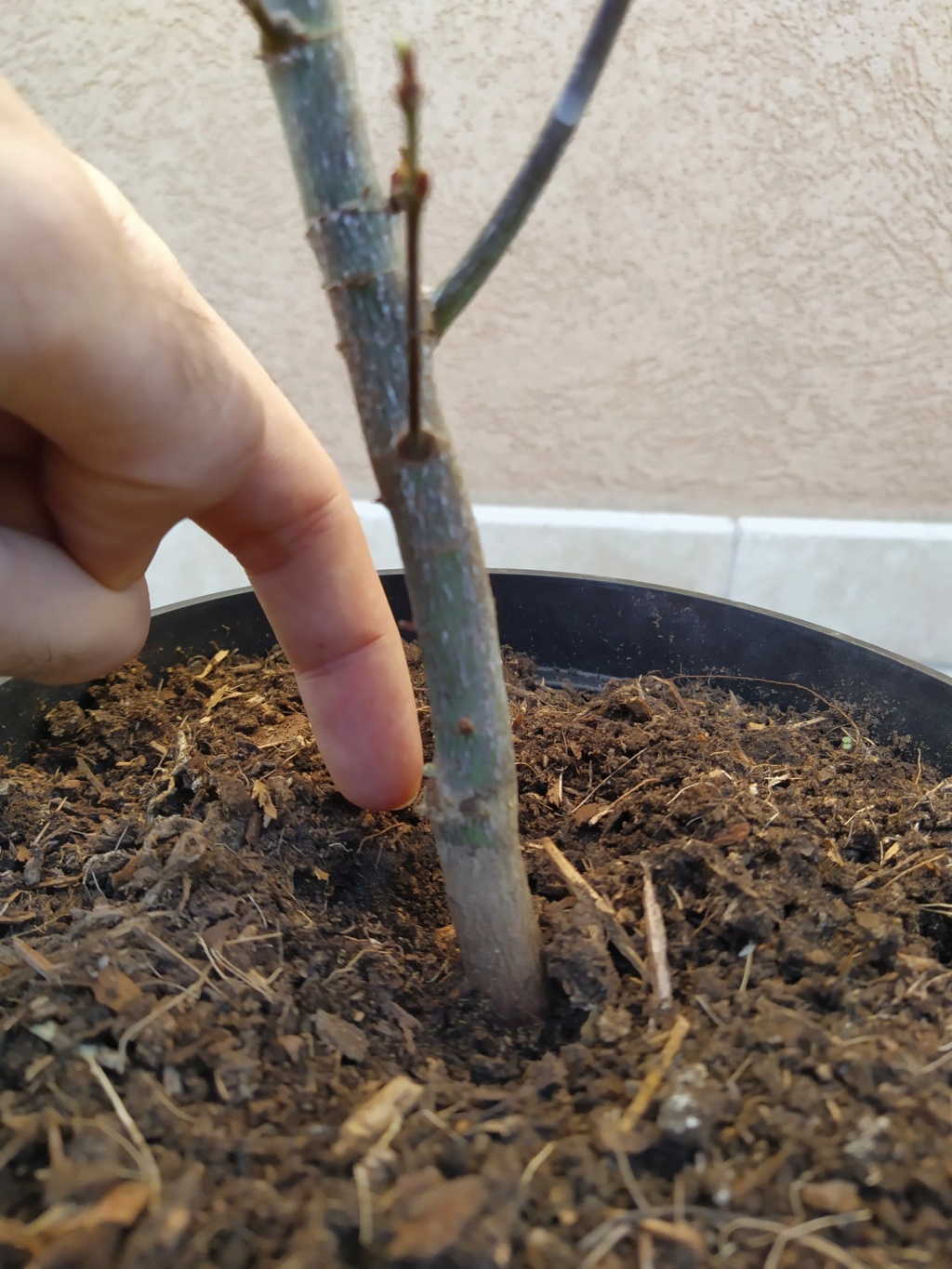 Acer Palmatum atropurpureum Whatsa11