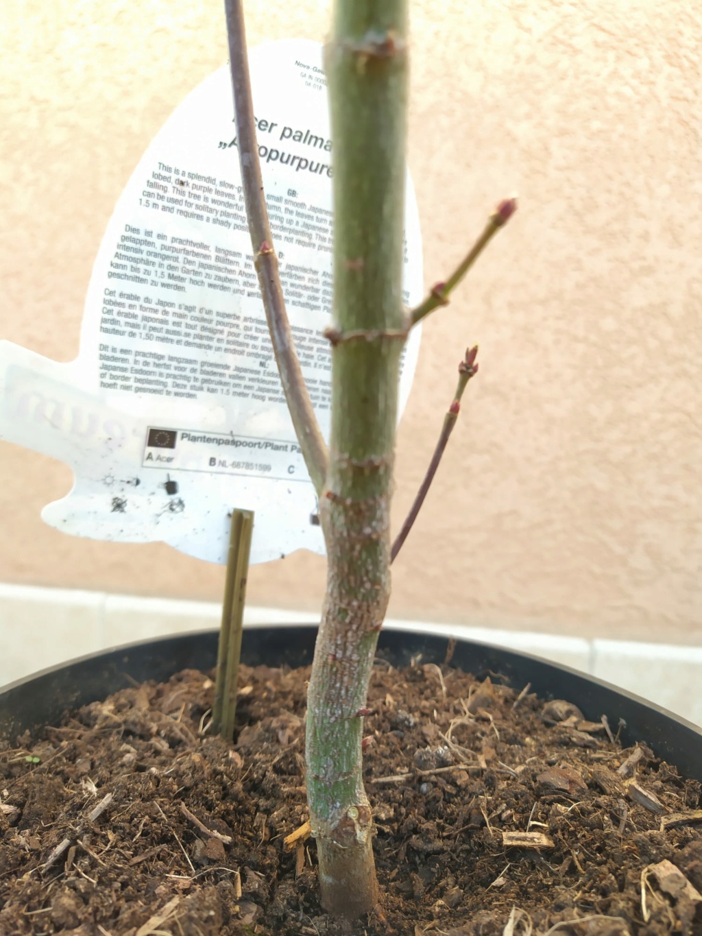 Acer Palmatum atropurpureum Whatsa12