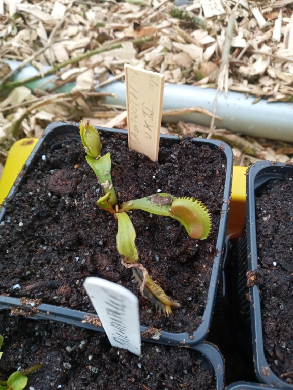 Dionaea et sarracenia a echanger 20210333