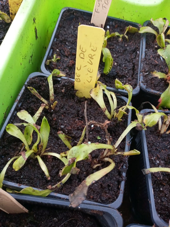 Dionaea et sarracenia a echanger 20210347