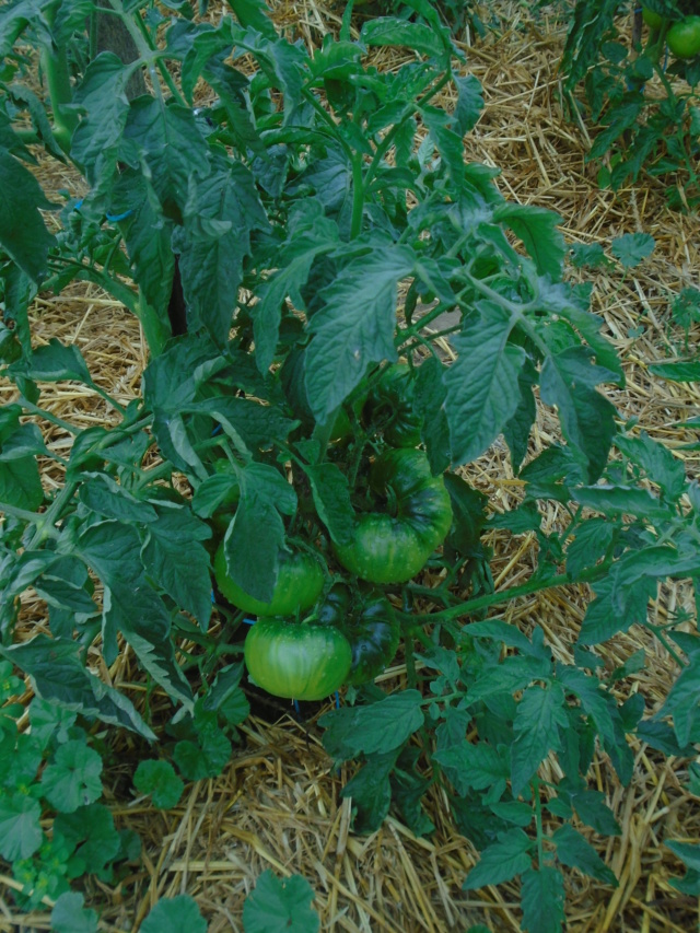 le petit jaardin  Tomate13