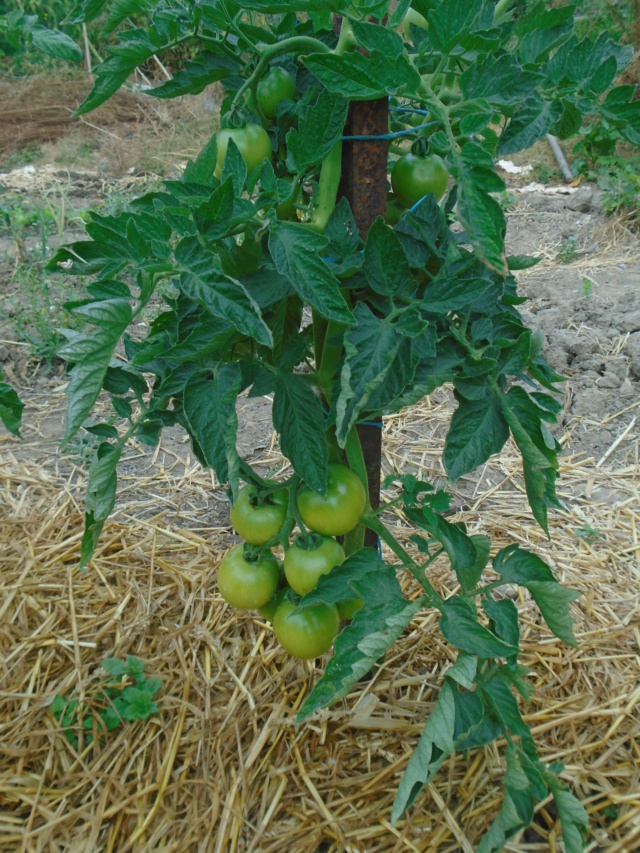 le petit jaardin  Tomate15