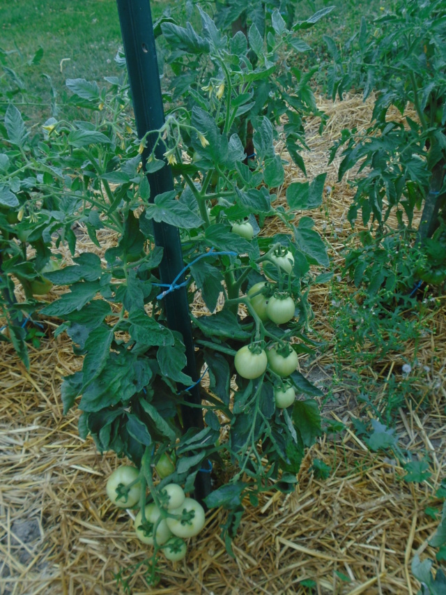 le petit jaardin  Tomate18