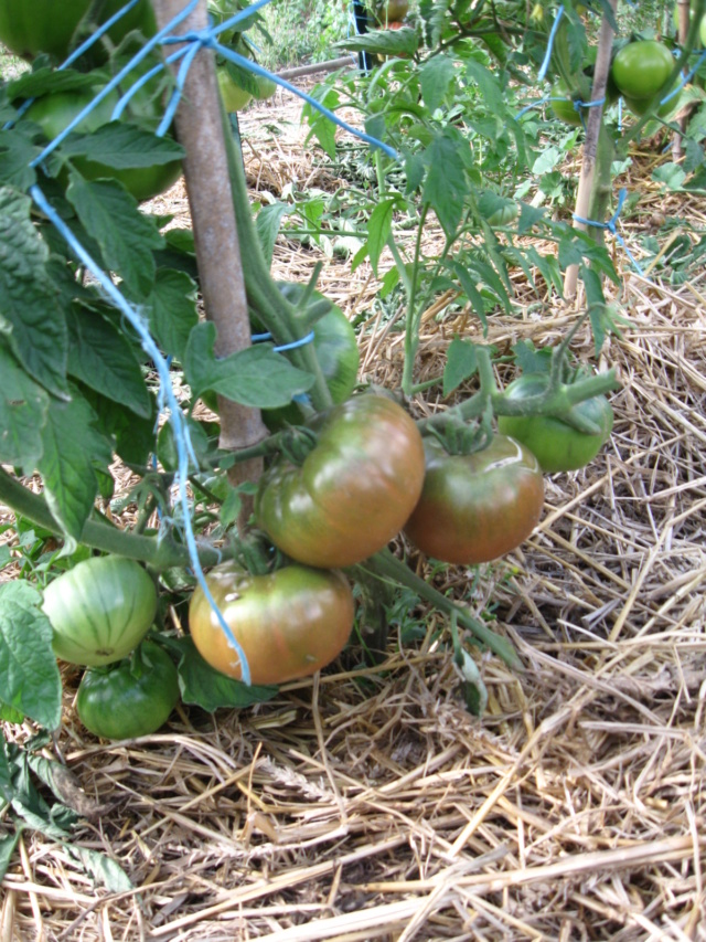 le petit jaardin  Tomate21