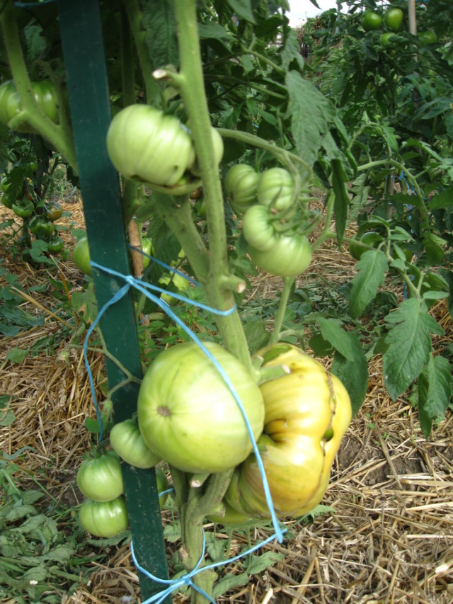 le petit jaardin  Tomate22