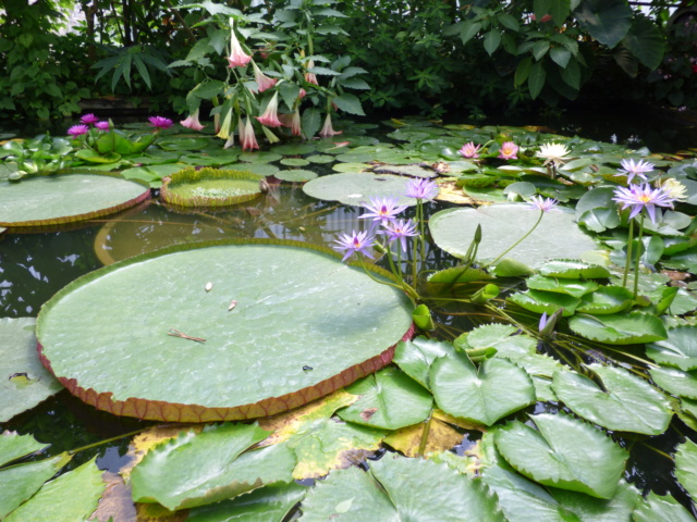 Les jardins des Martels P1080913