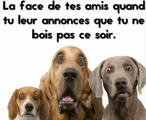 Humour en image du Forum Passion-Harley  ... - Page 18 70412510