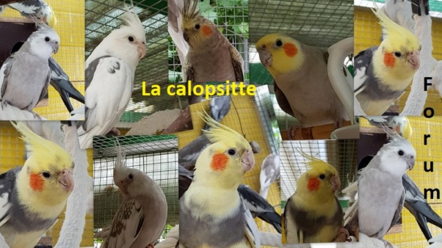 La Calopsitte  