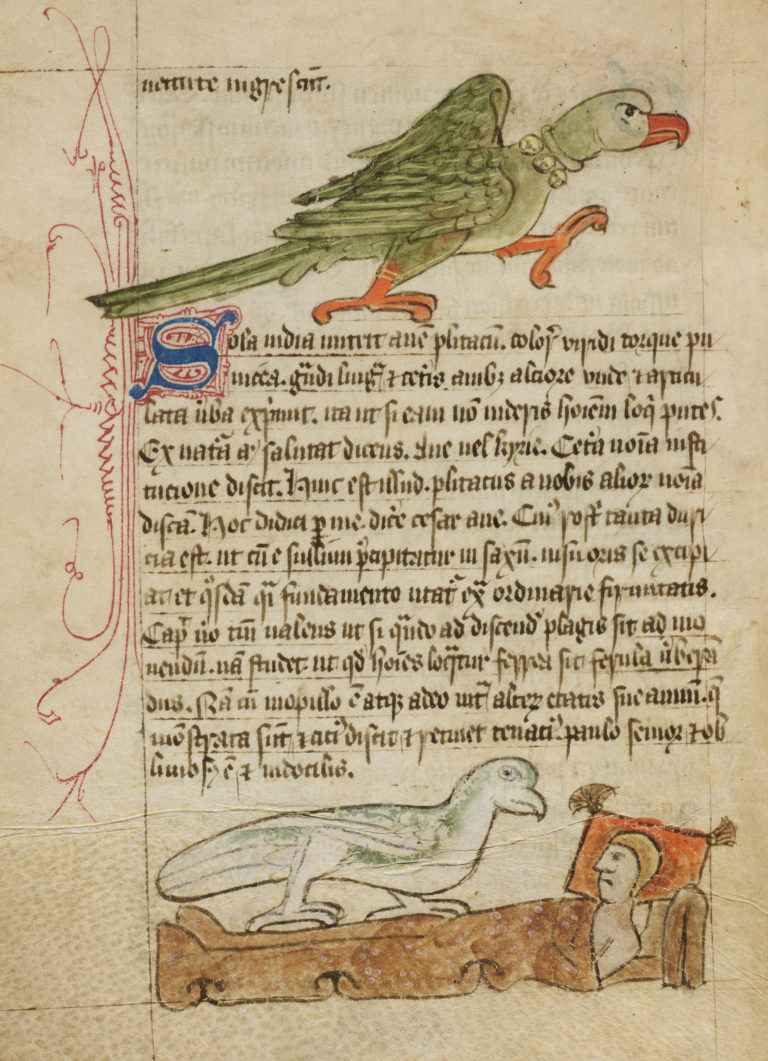Le bestiaire du Moyen-âge - Page 2 Anne-w13