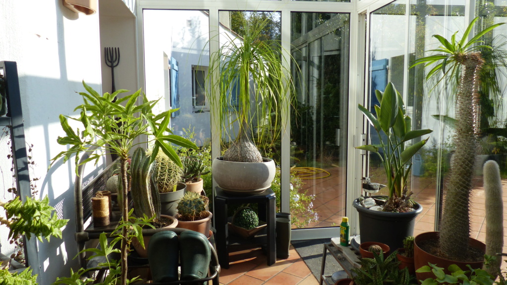 hivernage des plantes - Page 12 P1170813