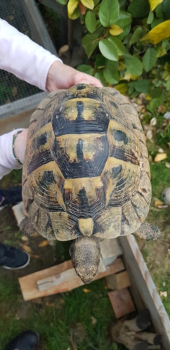 Identification 2 tortues 20190411