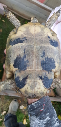 Identification 2 tortues 20190412