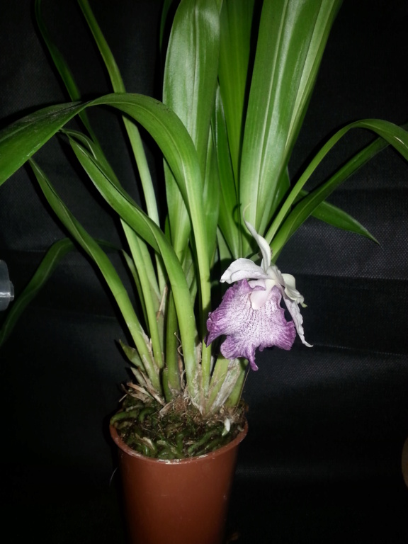 Cochleanthes Cochle10