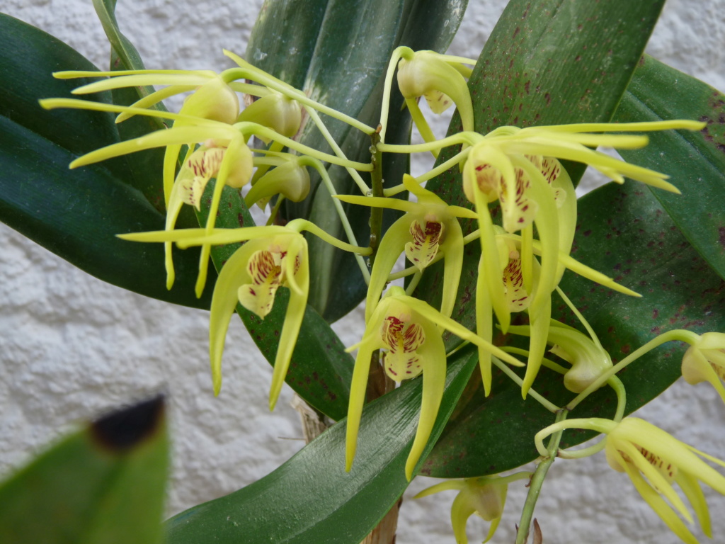 Dendrobium (Gracilicaule x Speciosum) x Hilda Poxon Dend_g12