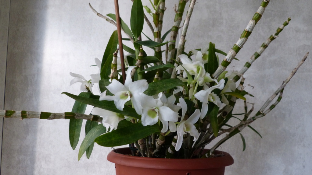 Dendrobium Nobile Pocket Lover Dend_n19