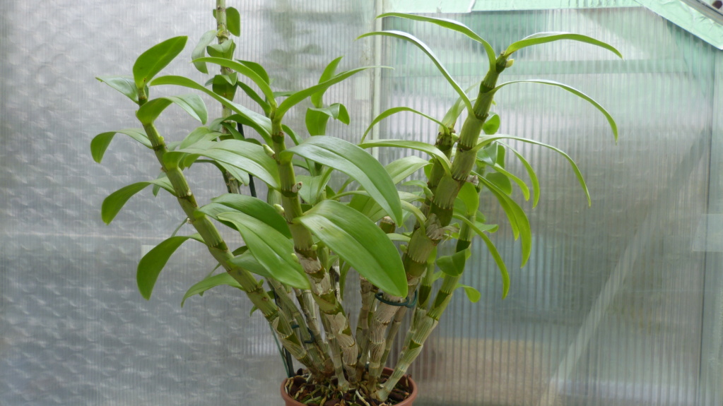 Dendrobium nobilé " Akatsuki * Dend_n23