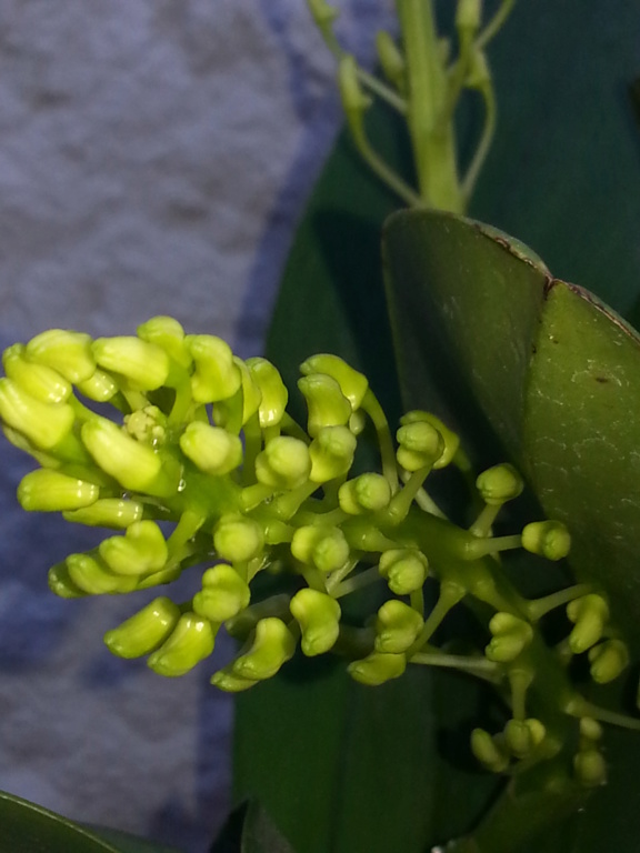 Dendrobium Speciosum Dend_s16