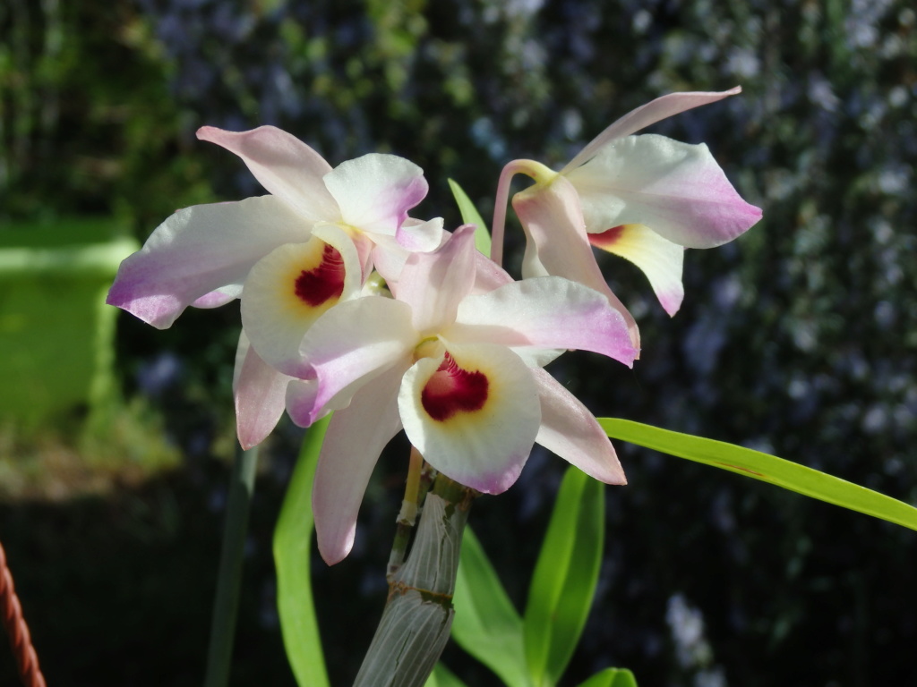 Dendrobium Nobile Dend_s17