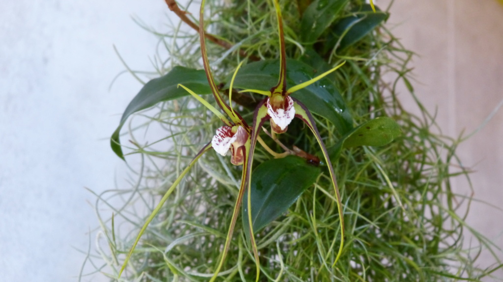 Dendrobium Tetragonum Dend_t12