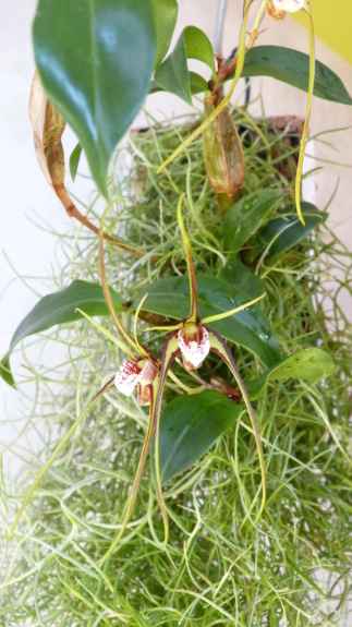 Dendrobium Tetragonum Dend_t13