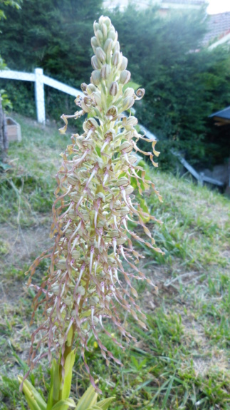 Orchidée sauvage dans mon jardin P1110810
