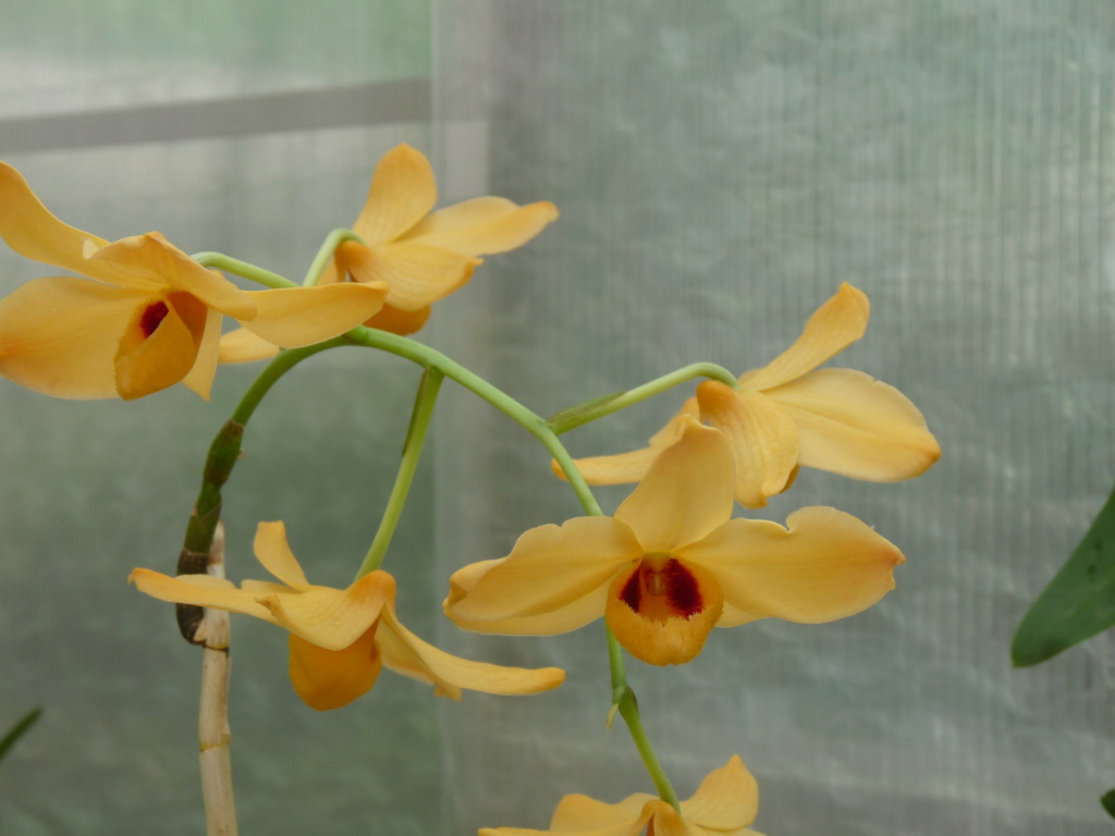 Dendrobium Moschatum P1220116