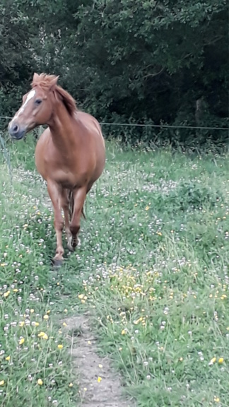 Dpt 44 - 21 ans - HISPIDE New Forest adopté par Ibiscus (2017) - Page 3 20190610