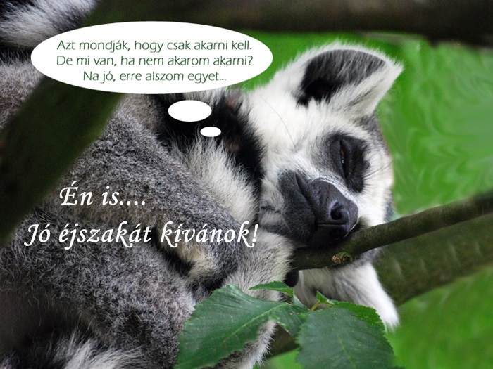 Baráti beszélgetések - Page 12 Lemur10