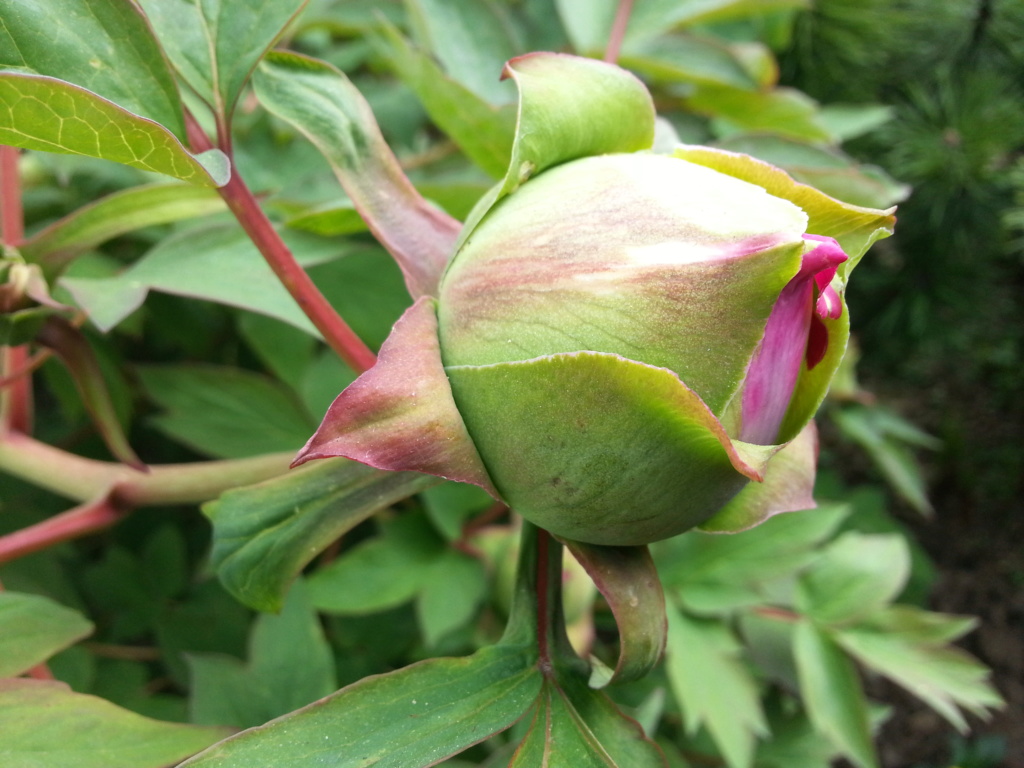 Le jardin pour Madame  20190438