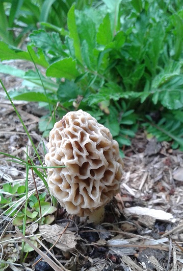 Des morilles? 20190520