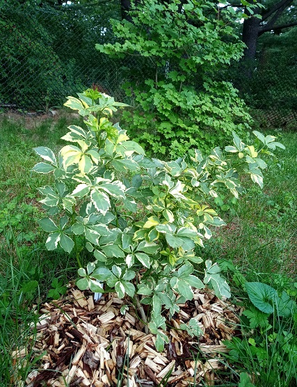 BambooPlants - Page 3 20210720