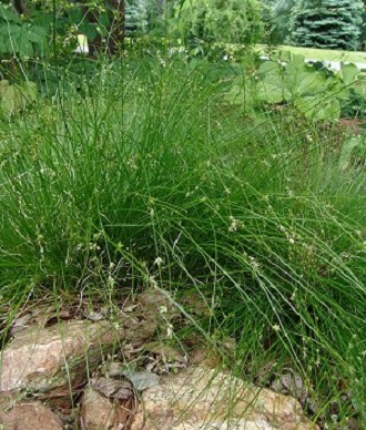 Semis de Carex Carex_10