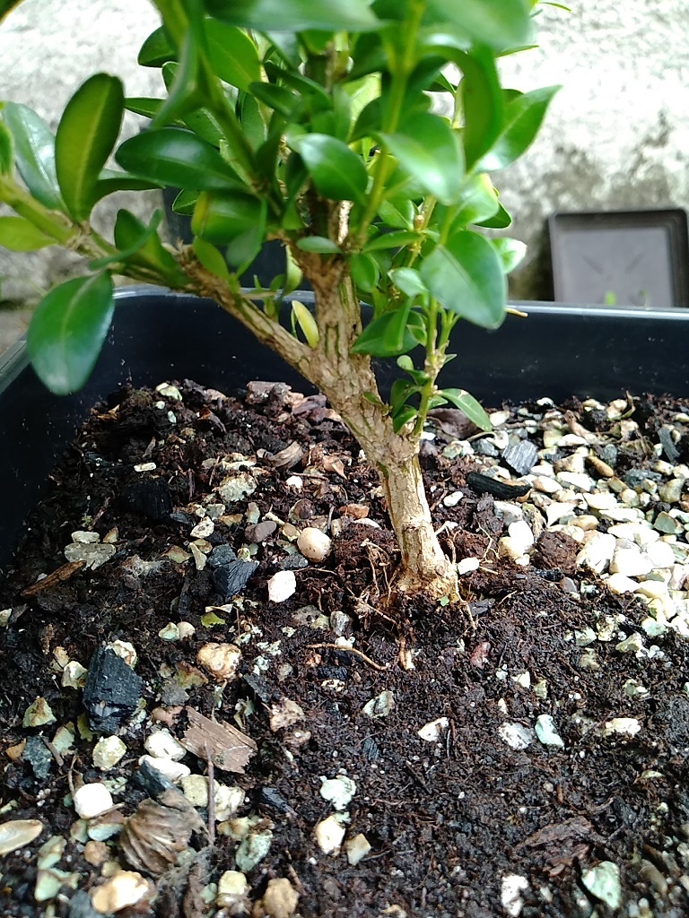 Starting ordinary buxus - trying something easy Img_2020