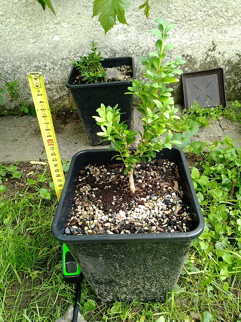 Starting ordinary buxus - trying something easy Img_2021