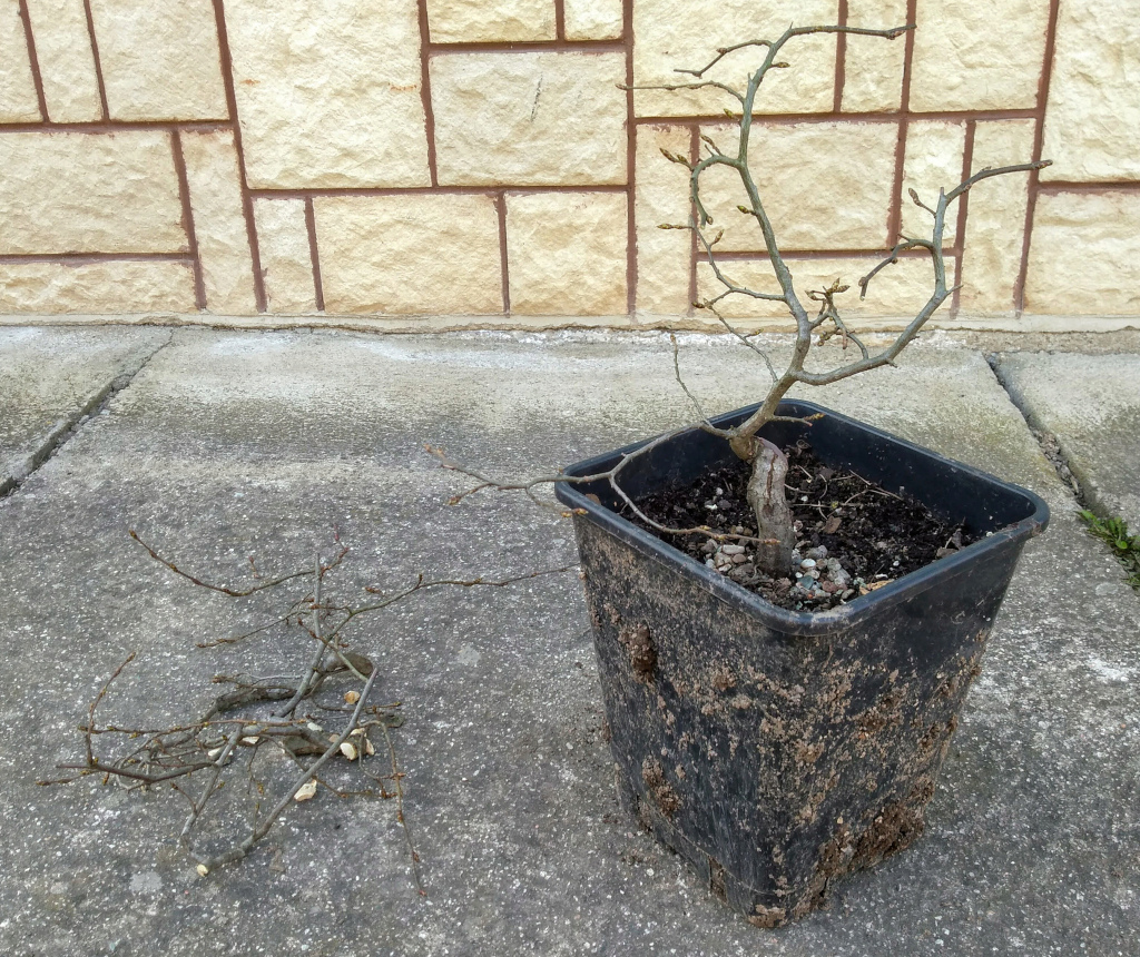 European hornbeam small seedling yamadori Img_2022