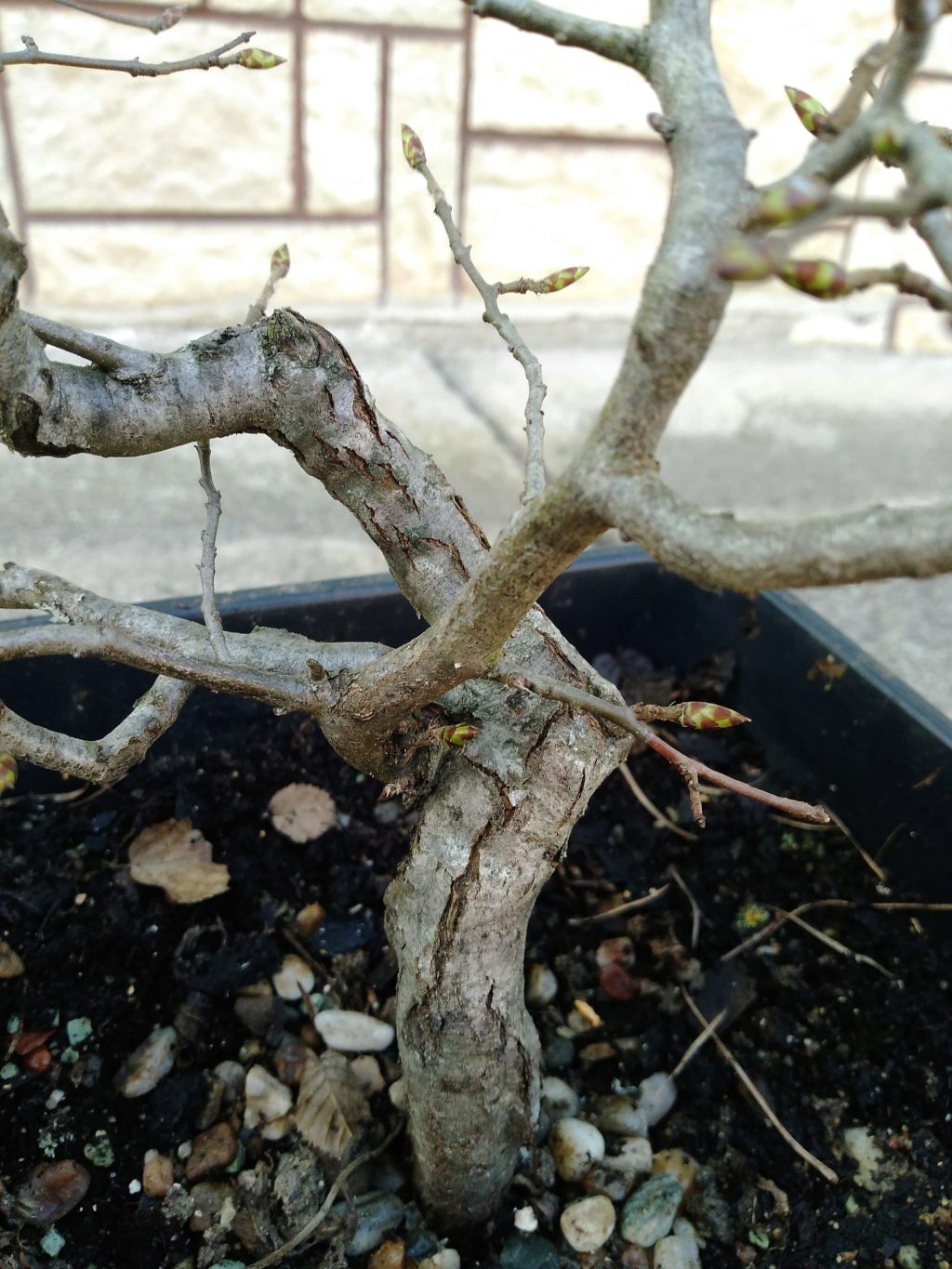 European hornbeam small seedling yamadori Img_2023