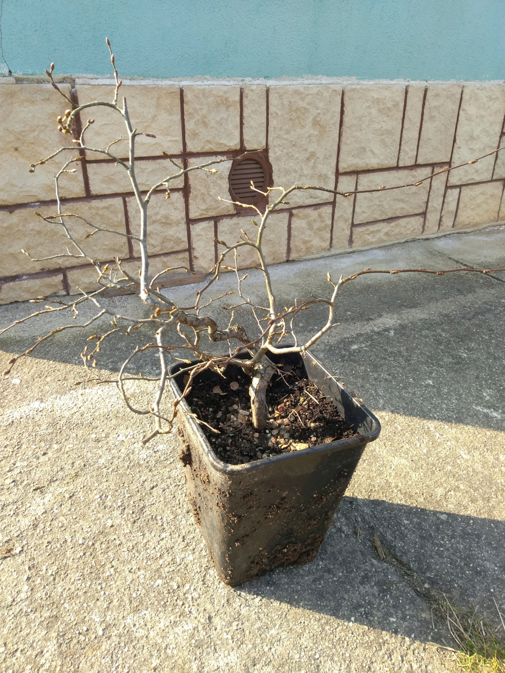 European hornbeam small seedling yamadori Img_2024