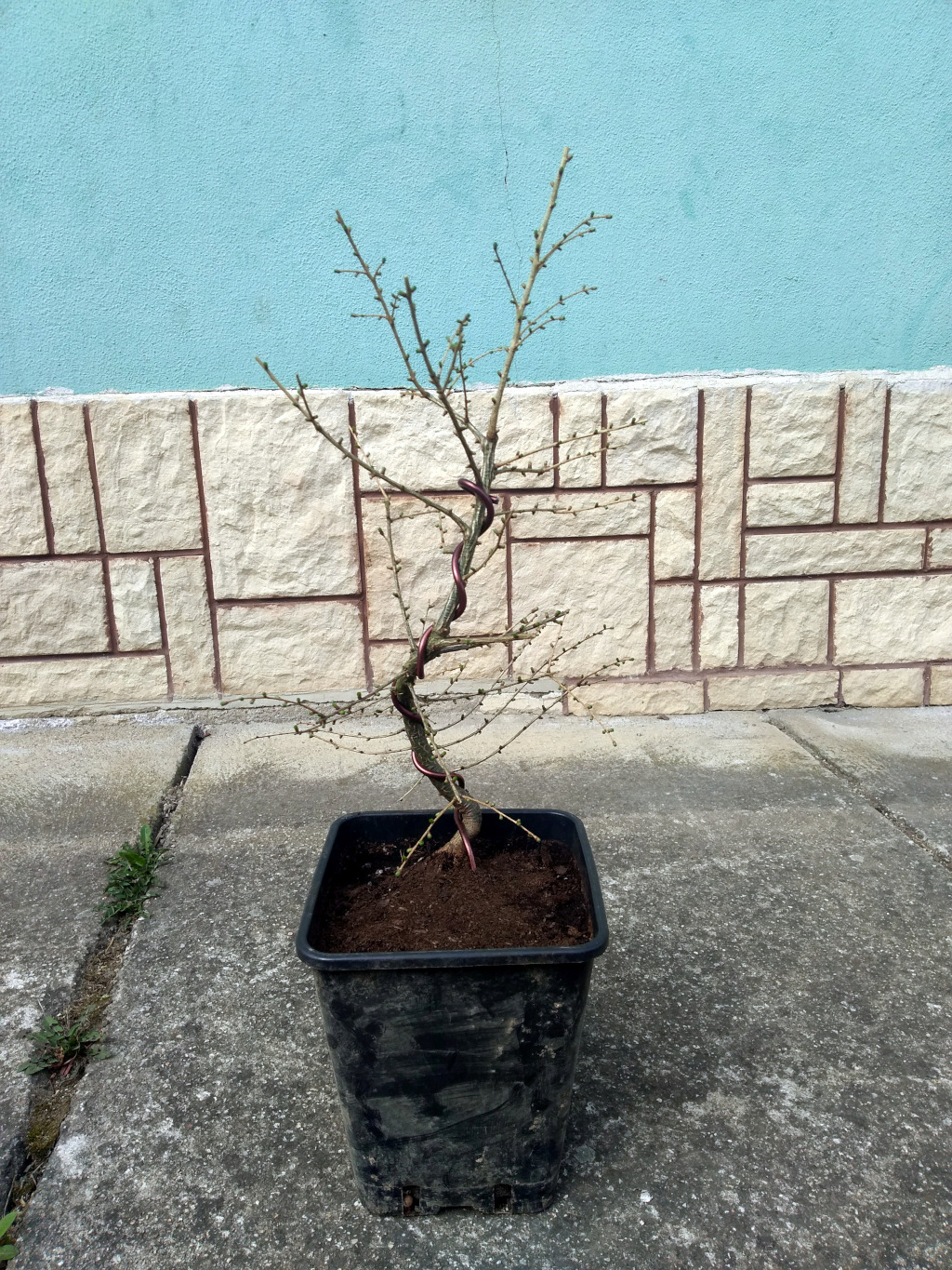 European Larch Yamadori 2020 Img_2027