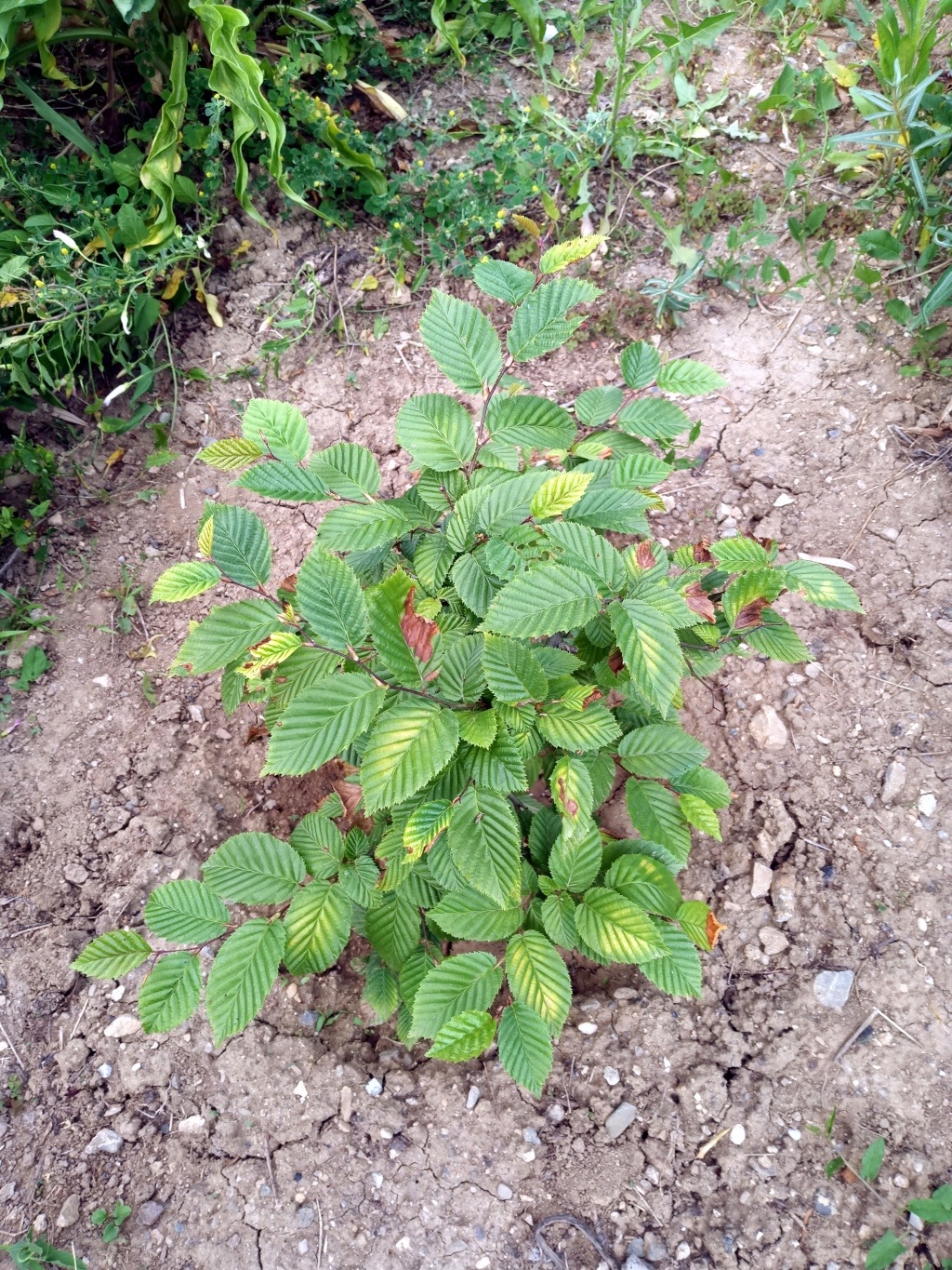 European hornbeam small seedling yamadori Img_2040