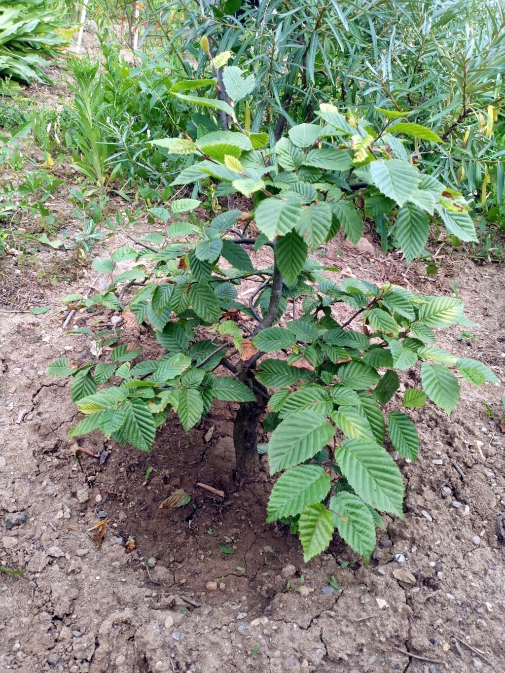 European hornbeam small seedling yamadori Img_2041